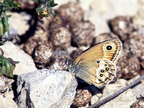 dorus.jpg (54087 Byte)