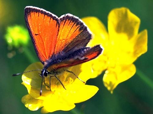 eurydame.jpg (35433 Byte)