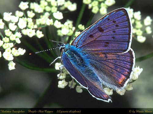 alciphron.JPG (53242 Byte)