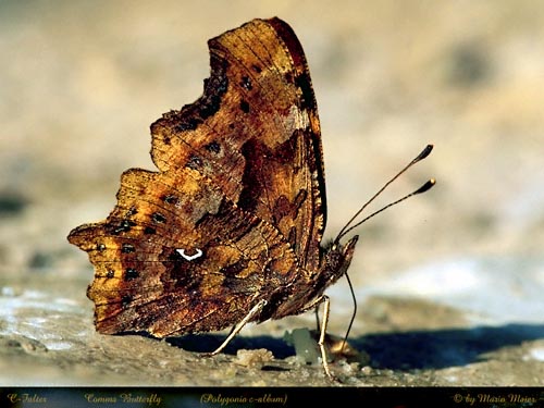 c-album.JPG (50303 Byte)