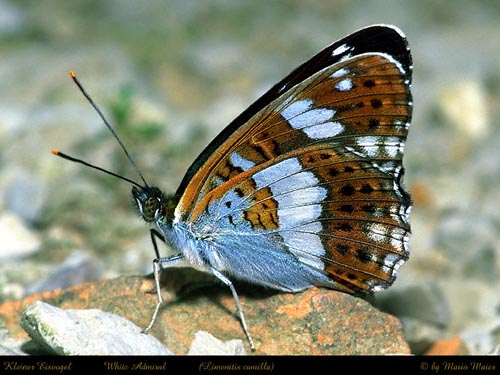 camilla.JPG (51989 Byte)