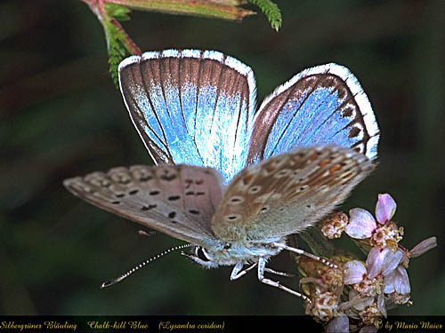 coridon.JPG (51114 Byte)