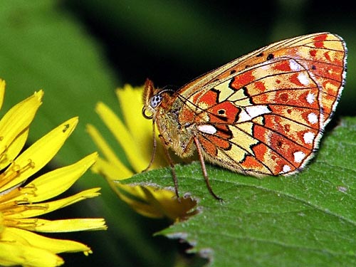 euphrosyne.JPG (57726 Byte)