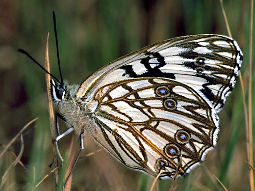 occitanica.JPG (56386 Byte)