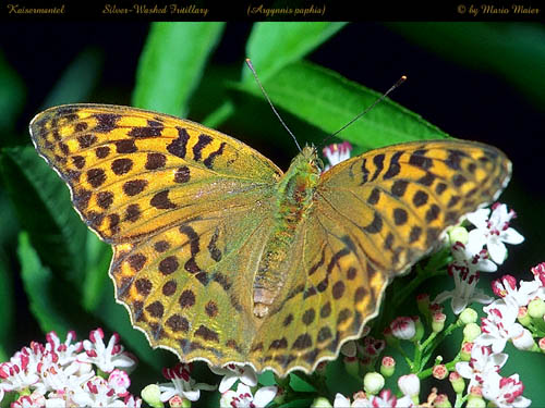 paphia.JPG (63098 Byte)