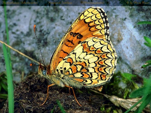 phoebe.JPG (71553 Byte)