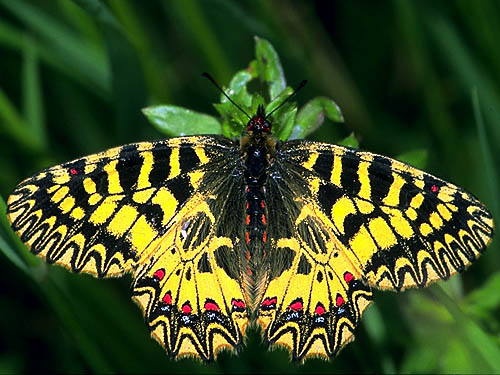 Polyxena.jpg (69953 Byte)