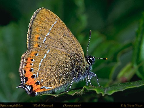 pruni.JPG (51509 Byte)