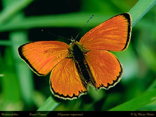 virgaureae.JPG (42575 Byte)