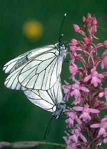 crataegiSm.jpg (22557 Byte)