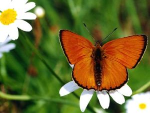Lycaena virgaureae