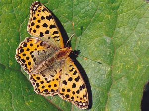 Kleiner Perlmutterfalter