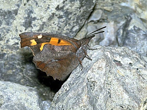 celtis.JPG (65335 Byte)